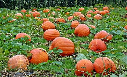 娱乐吃瓜基地的作品,独家爆料，明星幕后故事大公开